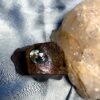 Greenish Yellow Sapphire