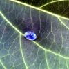 Natural Blue Sapphire