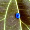 Natural Blue Sapphire